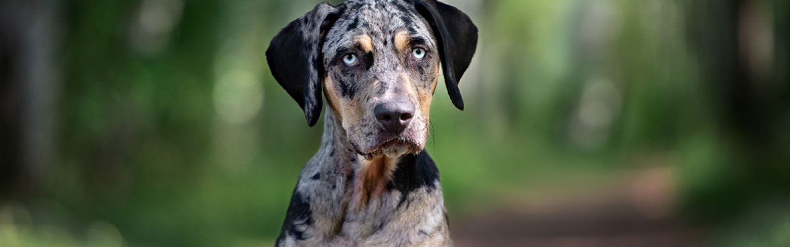 blue-eyed-dog-looking-at-camera
