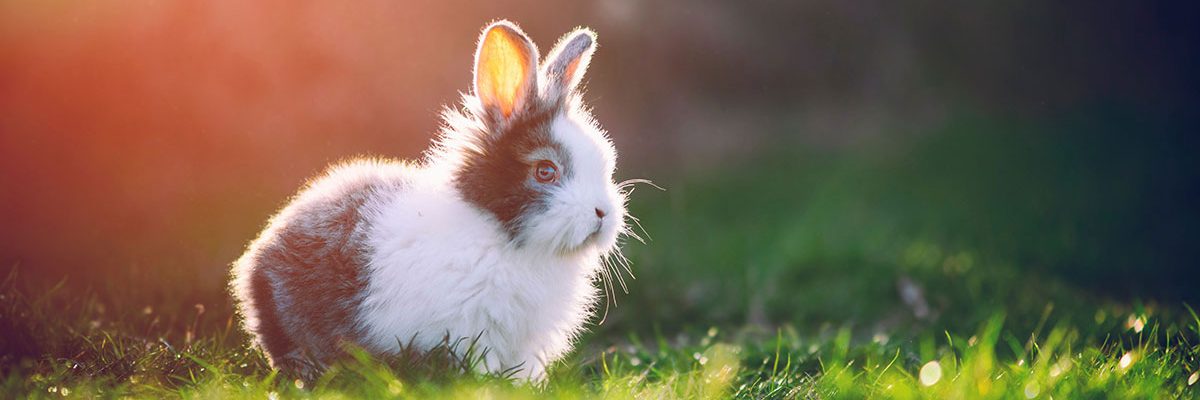 bunny-on-grass-with-lens-flare