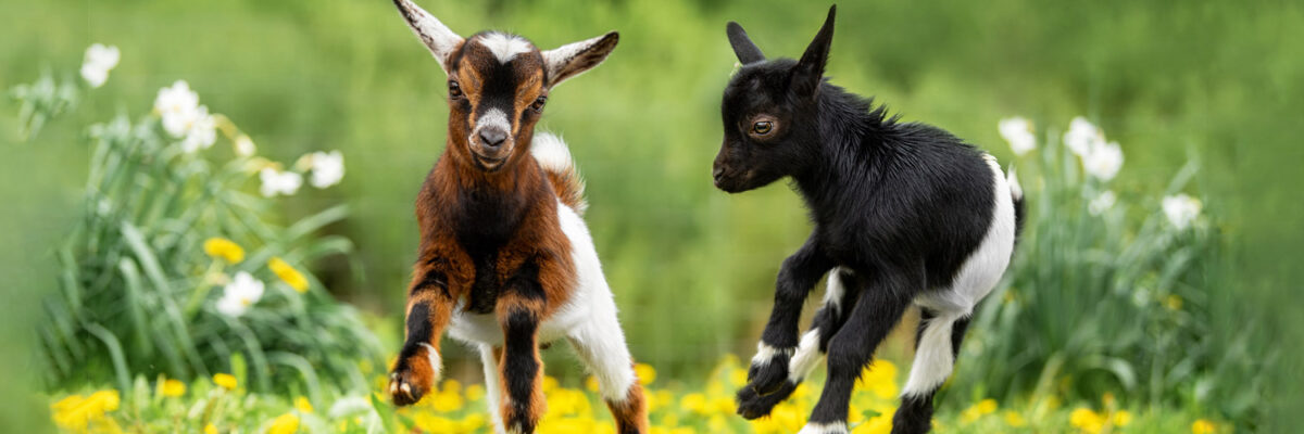 Happy goats